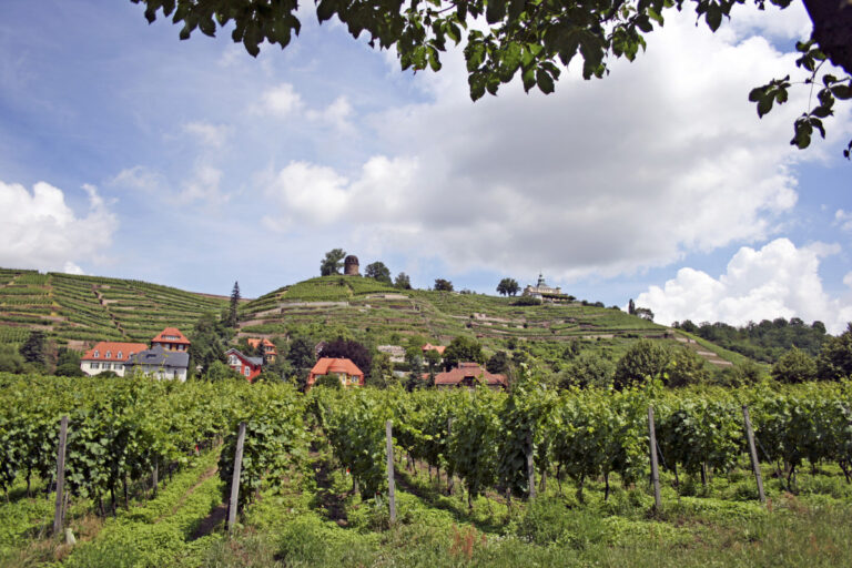 Weinberge in Radebeul
